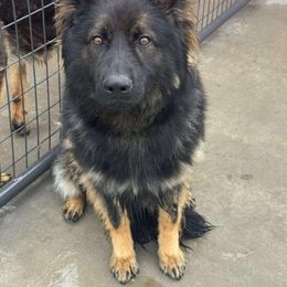 Rocky - German Shepherd