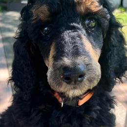 Natalie Portman - Phantom female Poodle puppy in Mount Gilead, Ohio from Cats Creek Standard Poodles