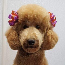 Sophie - Poodle