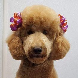 Sophie - Poodle