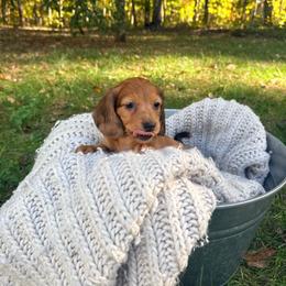 Boy 1 - Red male Dachshund puppy in Crossville, Tennessee from Golden Mini Farm