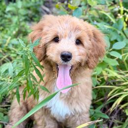 Orange boy - Red male Bernedoodle puppy in Waukesha, Wisconsin from Bernedoodle Boutique (and Cavapoos)