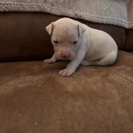 Vincent - White male American Staffordshire Terrier puppy in Lizella, Georgia from Àine Amstaffs