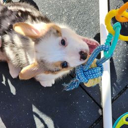 American Corgi Puppies from Wigglebutts American Corgis