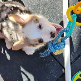 American Corgi Puppies from Wigglebutts American Corgis