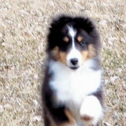 Paige - Shetland Sheepdog