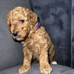 Goldendoodle and Poodle Puppies from Houstonwehavedoodles
