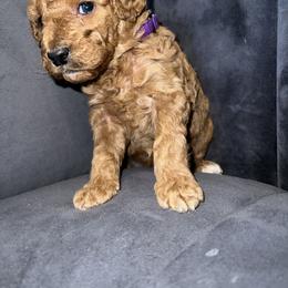 Goldendoodle and Poodle Puppies from Houstonwehavedoodles