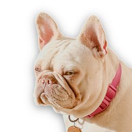 Luna - French Bulldog