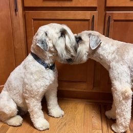 Lucy - Soft Coated Wheaten Terrier
