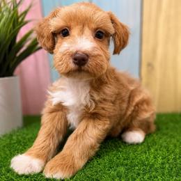 Blanche - Wheaten female Miniature Schnauzer puppy in Lufkin, Texas from C&K’s Schnauzer House