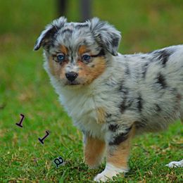 Winter - Blue merle female Miniature Australian Shepherd puppy in Port Saint Lucie, Florida from Charlene Brannon's Mini Australian Shepherds