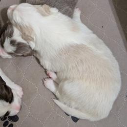 Belle - White and gold female Border Collie puppy in Ashford, Alabama from Double4farms