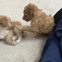 Poodle Puppies from ItalianToyPoodles