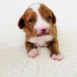 Milo - Red male Cavapoo puppy in Aiken, South Carolina from Cavapoos of the Carolinas