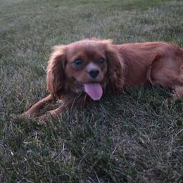 Milo - Cavalier King Charles Spaniel