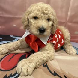 Paris - Apricot male Poodle puppy in Mobile, Alabama from Semmy’s Standard Poodle LLC