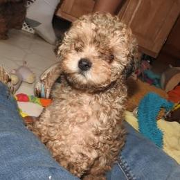 Pomeranian and Shichon Puppies from Smallstar puppys