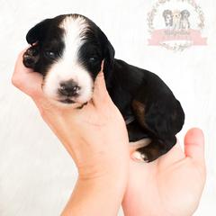 Male Pick Number 1 - male Australian Mountain Doodle puppy in Corydon, Indiana from Ridgeline Doodles