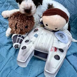 Luke Skywalker - Parti male Poodle puppy in San Antonio, Texas from Chocolate Pet Connection