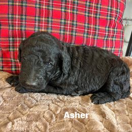 Asher - Black male Poodle puppy in Athens, Georgia from Alexander’s Standard Poodles