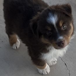 Percy - Red tri Miniature Australian Shepherd puppy in Godley, Texas from Nana and Paws Aussies