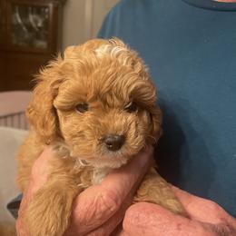 Maltipoo Puppies from Ollie-Pop Paws Breeding