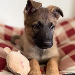 Pink Girl - Sable female German Shepherd puppy in Grantsville, Utah from Vom Haus Denfors K9 - Working German Shepherds