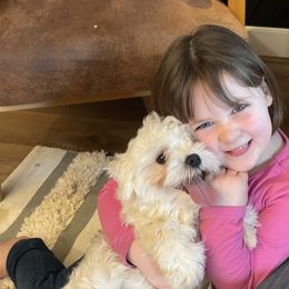 Maltipoo Puppies from Grassy Meadow Pups