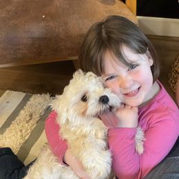 Maltipoo Puppies from Grassy Meadow Pups