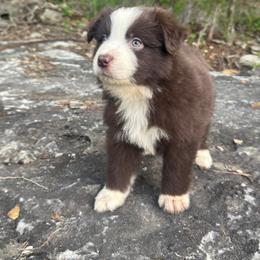 Gator - Red & white male Miniature Australian Shepherd puppy in Berryville, Arkansas from 2Lazy2P Mini Aussies