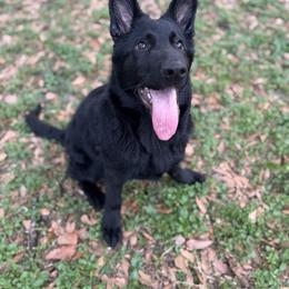 German Shepherd and Rottweiler Puppies from El Dorado