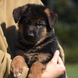 Colby - Black and red male German Shepherd puppy in Hagerstown, Pennsylvania from Euro Deja