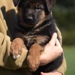 Colby - Black and red male German Shepherd puppy in Hagerstown, Pennsylvania from Euro Deja