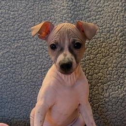 Saguaro - Red and white female American Hairless Terrier puppy in Phoenix, Arizona from Bare Valley