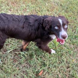 Reba - Miniature Australian Shepherd