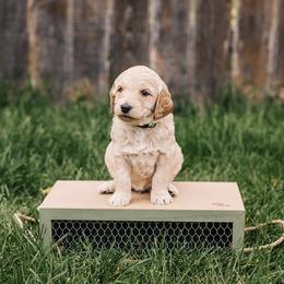 Goldendoodle Puppies from 307 Doodles