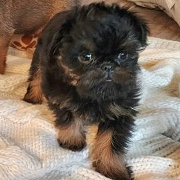 Brussels Griffon and Italian Greyhound Puppies from Adornare Kennels