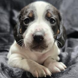 Baby Boy 1 - Trip - Piebald male Dachshund puppy in Salem, Oregon from Long'd Fore Dachshunds