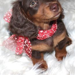 Dachshund Puppies from Golden paws dachshunds