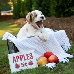 Goldendoodle Puppies from Ellie's Goldendoodles
