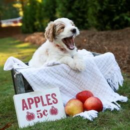 Goldendoodle Puppies from Ellie's Goldendoodles