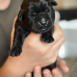 Labrador Retriever Puppies from Hillstone Labradors