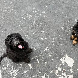 Goldendoodle Puppies from Lundee Doodles