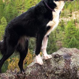Border Collies from Resolution Border Collies