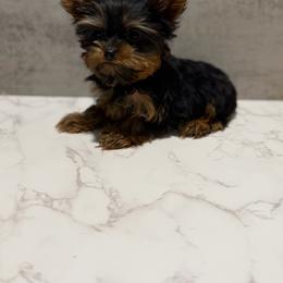 Sapphire VERY Small - Black and gold female Yorkshire Terrier puppy in Maple Heights, Ohio from Yorkiesllc