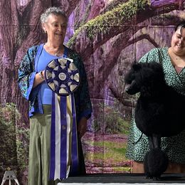 Poodles from Artemisa Standard Poodles