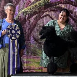 Poodles from Artemisa Standard Poodles