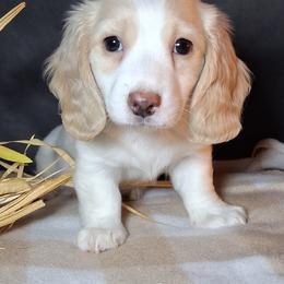 Slightly Darling - Piebald male Dachshund puppy in Scottsdale, Arizona from Stacie's Charming Doxies