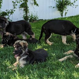 German Shepherd puppies from Aljan v. Pashen Kennels